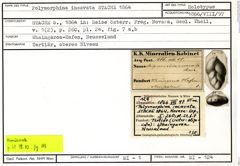 Karteikarte zum Holotyp von Polymorphina incavata Stache, 1864